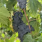 Quinta De Gestacos Bauernhof Geres