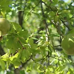 Quinta De Gestacos Bauernhof *