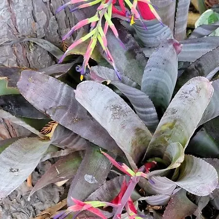 Quinta De Gestacos Bauernhof