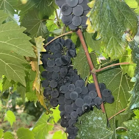 Quinta De Gestacos 팜스테이 제어스