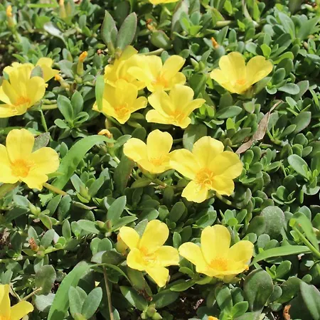 Quinta De Gestacos 팜스테이 *