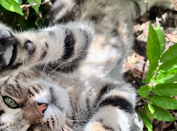 Quinta De Gestacos Alojamento de Turismo Rural *