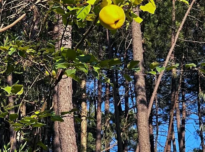 Quinta De Gestacos Gerês