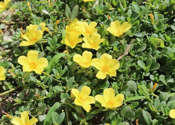 Quinta De Gestacos Фермерский дом *