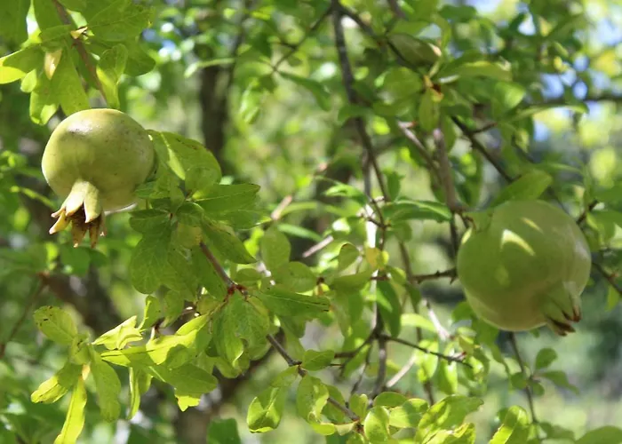 Quinta De Gestacos Фермерский дом *